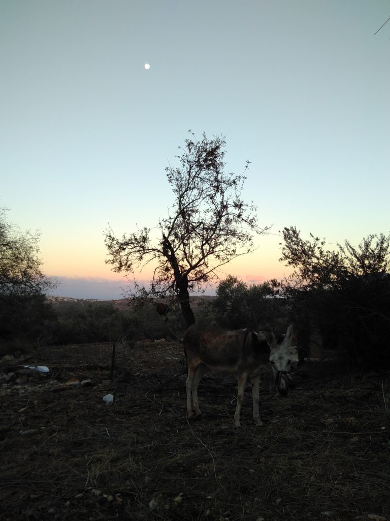 A donkey in a village on the West Bank